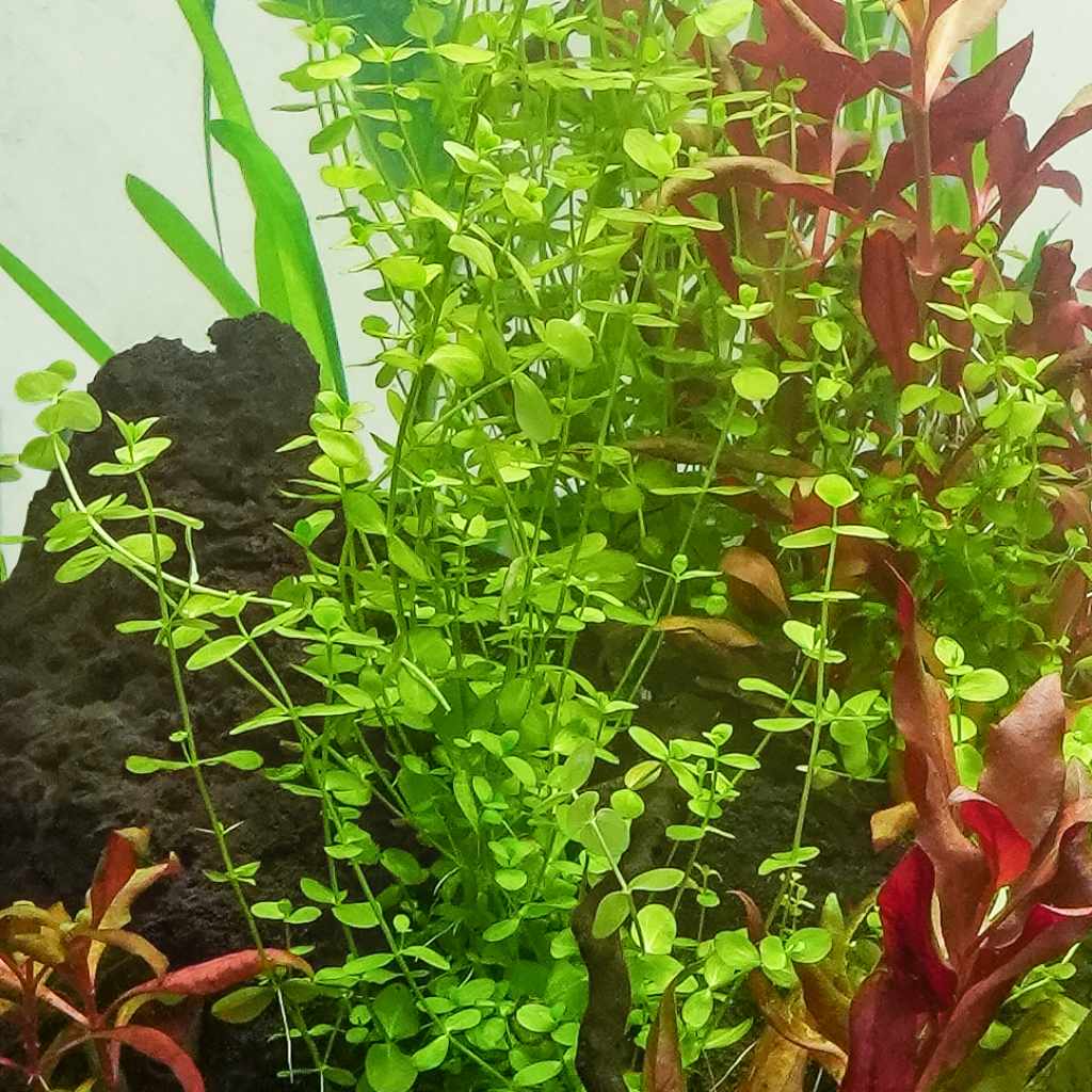 Baby Tears, Fish Tank Plants