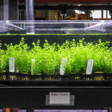 Load image into Gallery viewer, Baby Tears - Aquarium Co - Op
