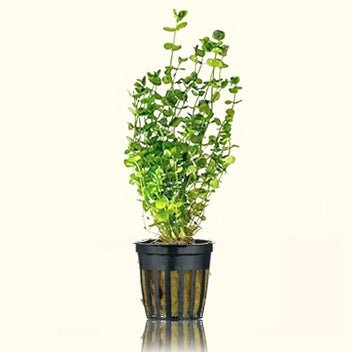 Baby Tears - Aquarium Co - Op