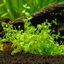 Load image into Gallery viewer, Baby Tears - Aquarium Co - Op
