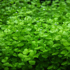 Baby Tears - Aquarium Co - Op