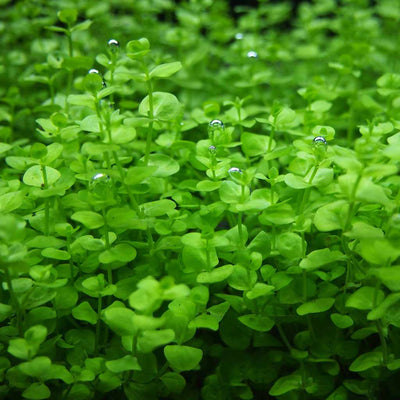 Baby Tears - Aquarium Co - Op