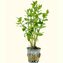 Load image into Gallery viewer, Bacopa Caroliniana - Aquarium Co - Op
