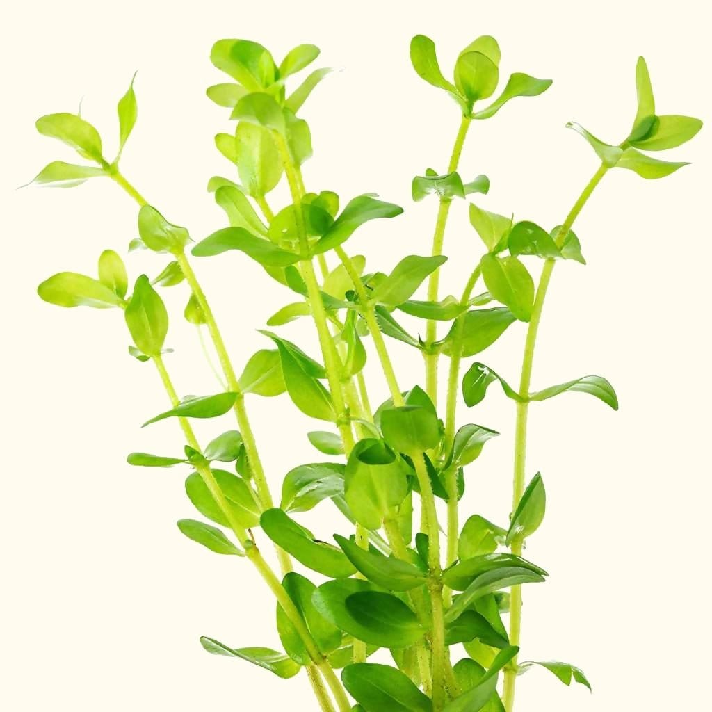 bacopa-caroliniana-8035170