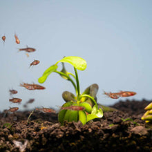 Load image into Gallery viewer, Plants Live Plants Banana Plant
