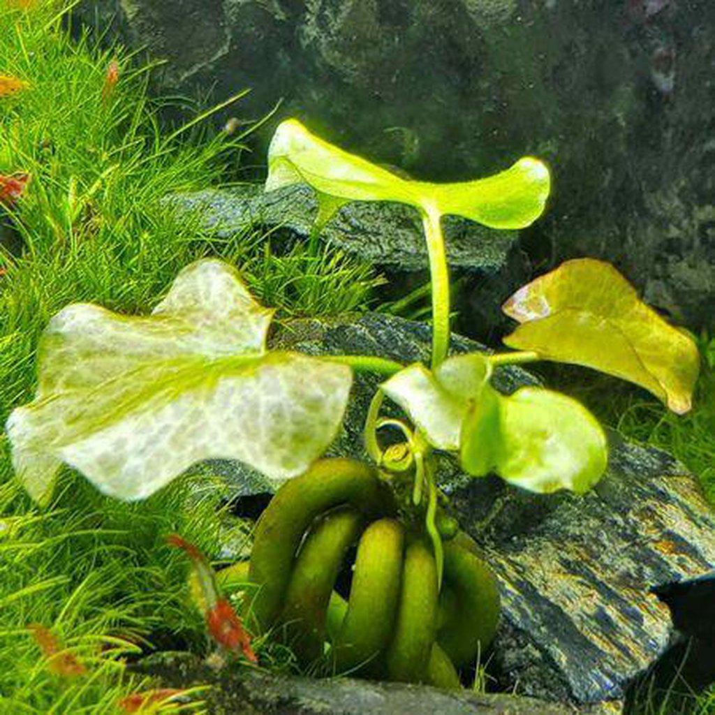 Banana Plant