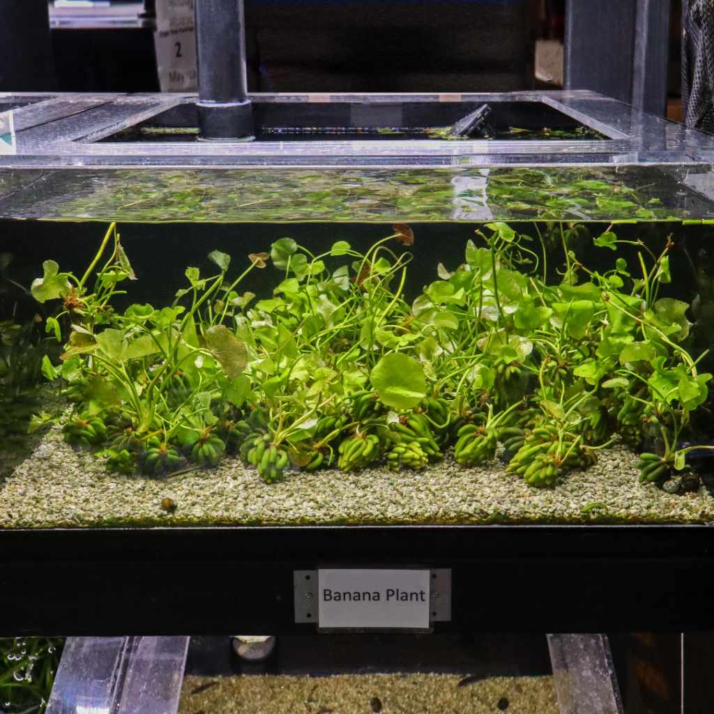 banana-plant-4290749