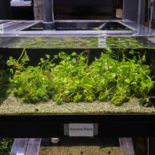 Load image into Gallery viewer, Banana Plant - Aquarium Co - Op
