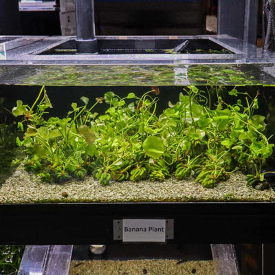 Banana Plant - Aquarium Co - Op