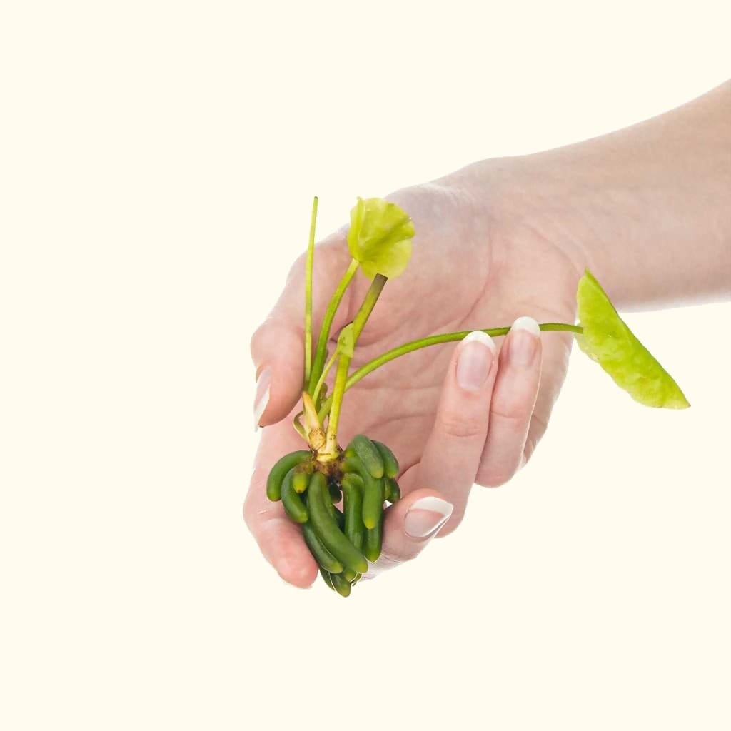 Banana Plant | Aquarium Banana Lily