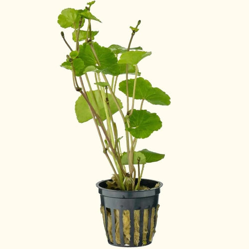 Plants Live Plants Brazilian Pennywort