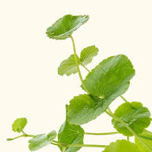 Load image into Gallery viewer, Plants Live Plants Brazilian Pennywort

