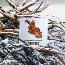 Load image into Gallery viewer, Aquarium Co-Op Merchandise Bristlenose Pleco Decal Sticker

