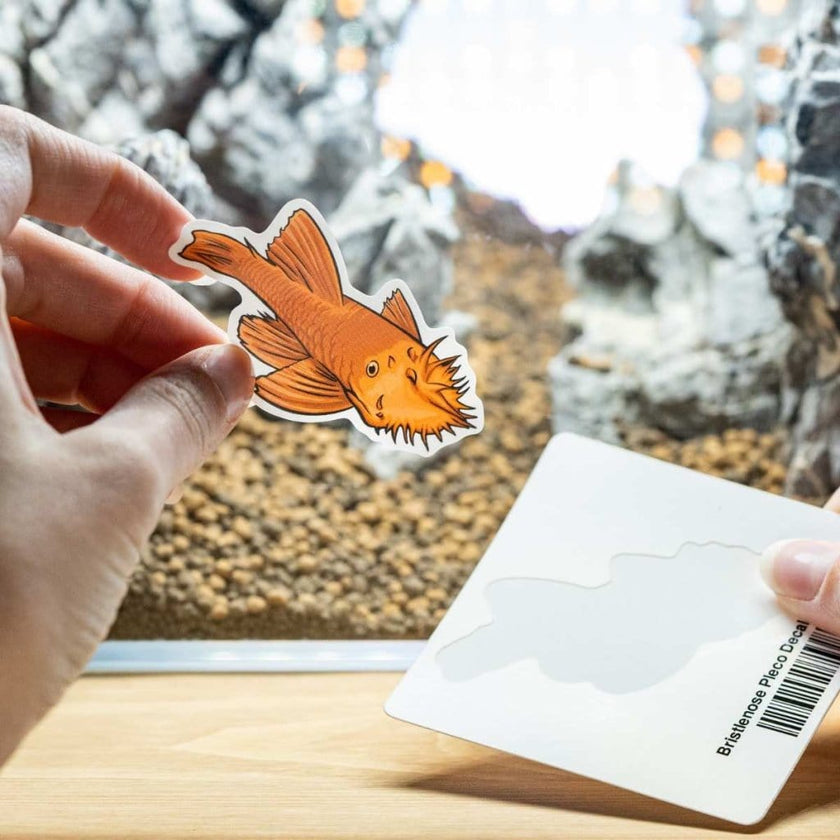 bristlenose-pleco-decal-sticker-5248214