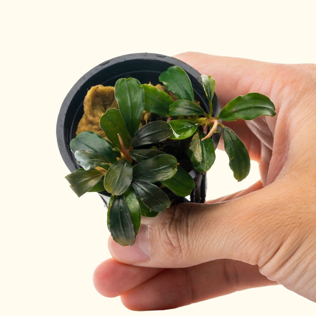 Bucephalandra 