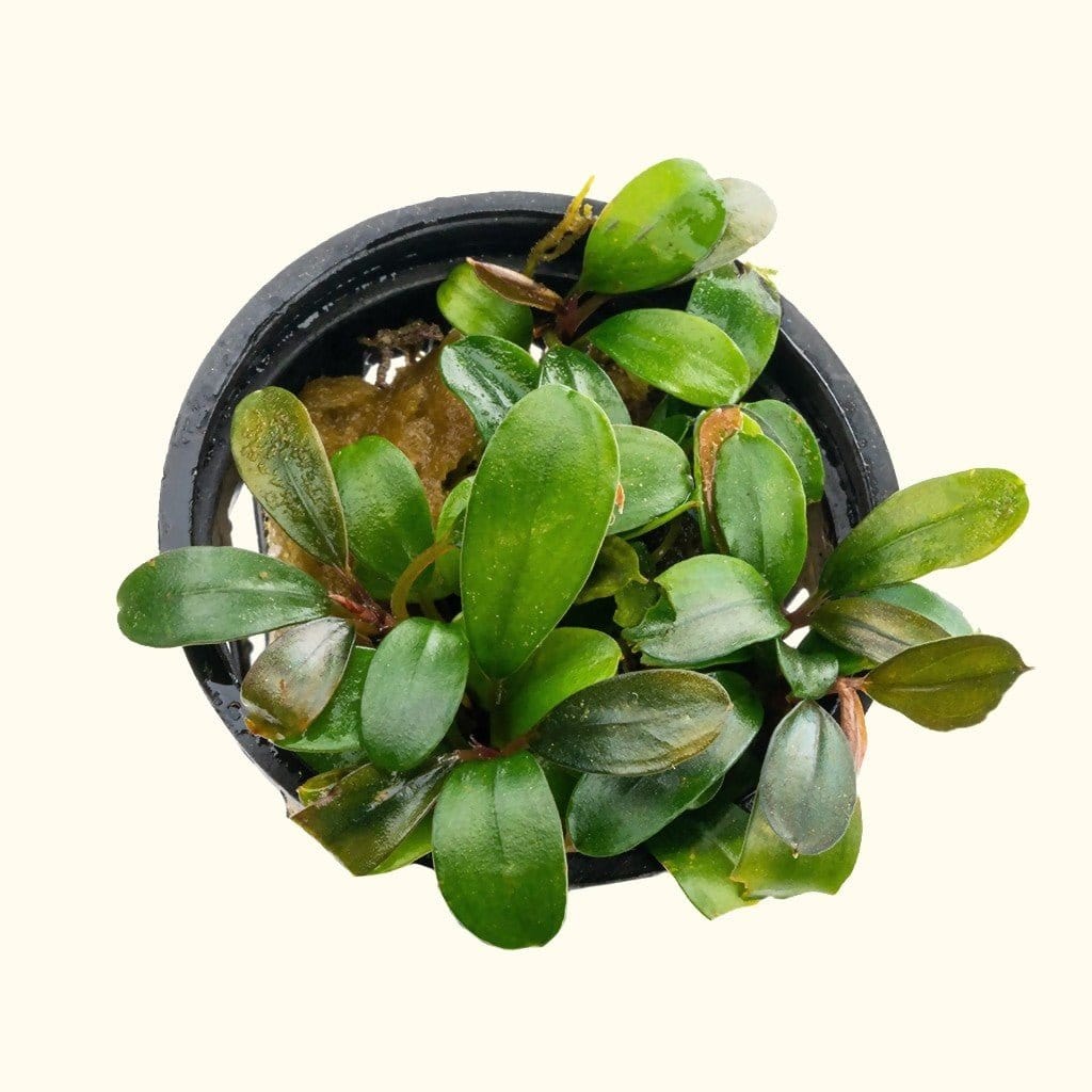 Bucephalandra 