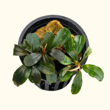 Load image into Gallery viewer, Bucephalandra Black Pearl - Aquarium Co - Op
