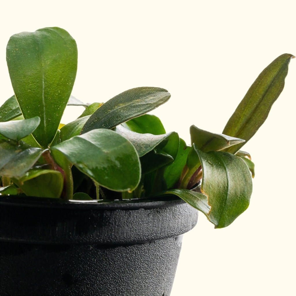 Bucephalandra 