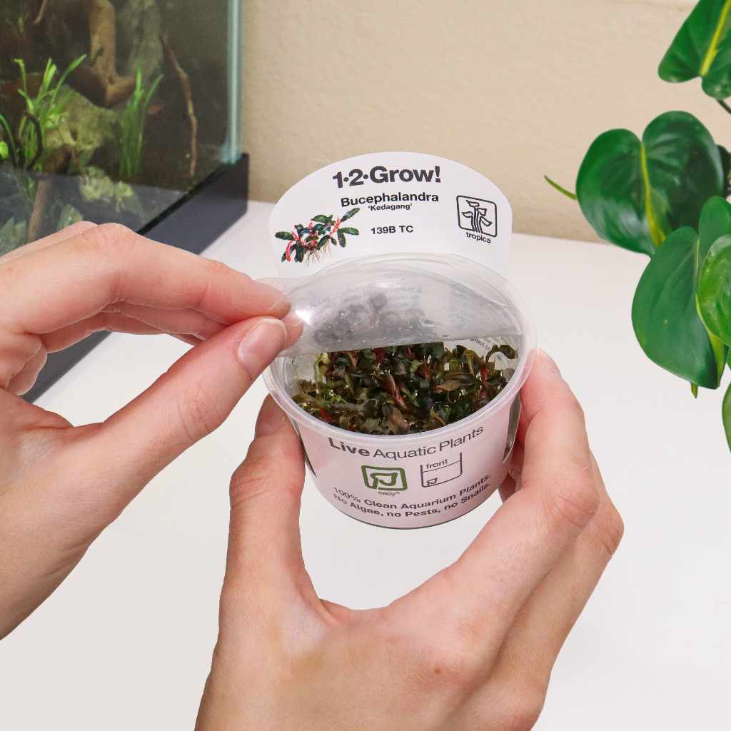 Bucephalandra 'Kedagang' Tissue Culture | Aquarium Plants for Sale
