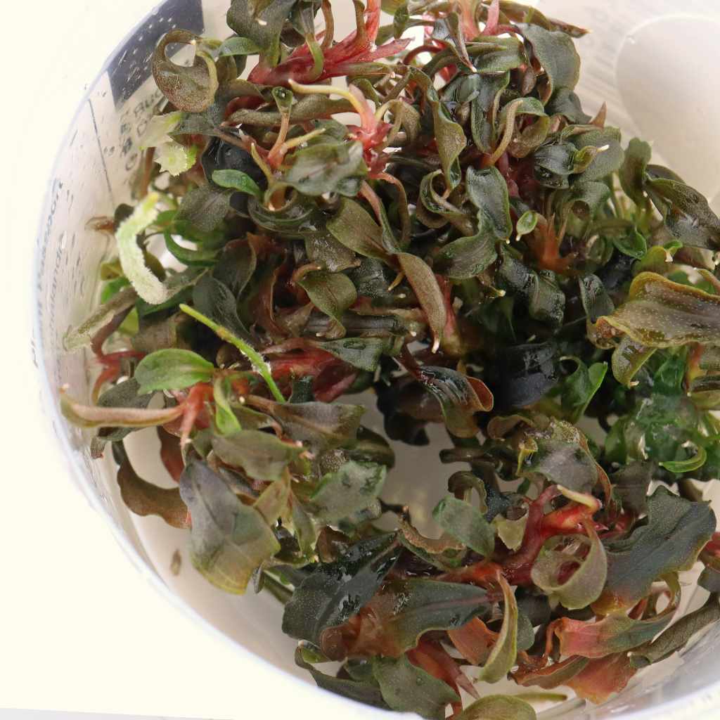 【ルージュ】Bucephalandra sp. Kudangan set ルージュ】Bucephalandra sp. Kudangan set Bucephalandra