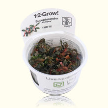 Load image into Gallery viewer, Bucephalandra Kedagang Tissue Culture - Aquarium Co - Op
