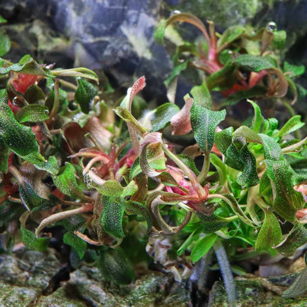 Bucephalandra 'Kedagang' Tissue Culture | Aquarium Plants for Sale