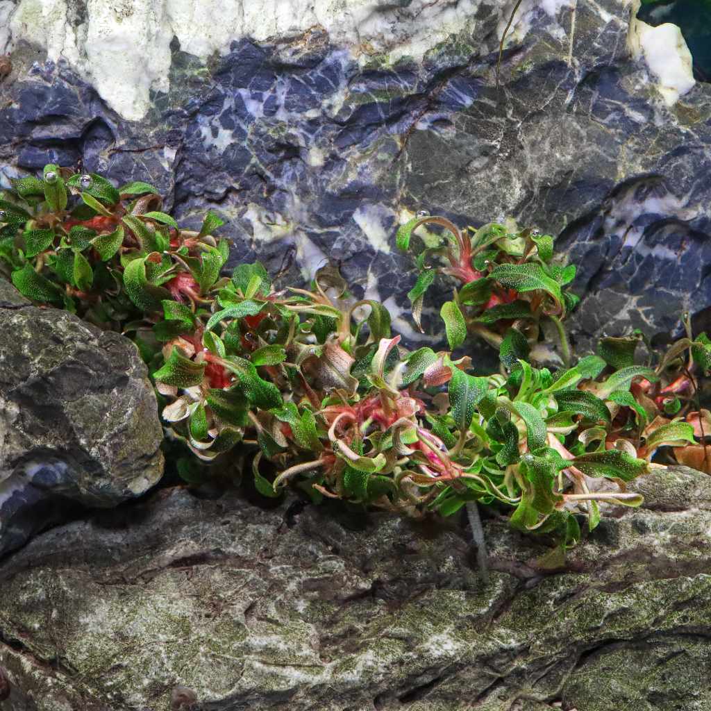 Bucephalandra 'Kedagang' Tissue Culture | Aquarium Plants for Sale