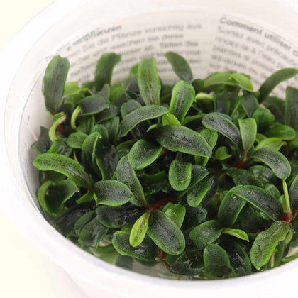 bucephalandra-needle-leaf-tissue-culture-5703249000507-33601613398085