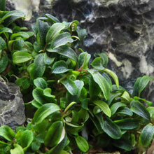 Load image into Gallery viewer, Plants Live Plants Bucephalandra &amp;#39;Needle Leaf&amp;#39; Tissue Culture
