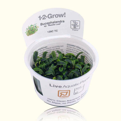 Plants Live Plants Bucephalandra 'Needle Leaf' Tissue Culture