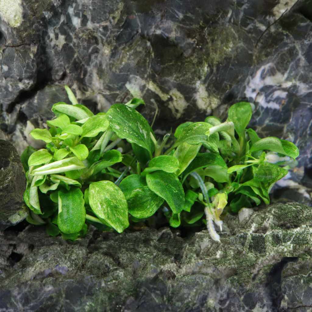 bucephalandra-pygmaea-bukit-kelam-tissue-culture-1787813