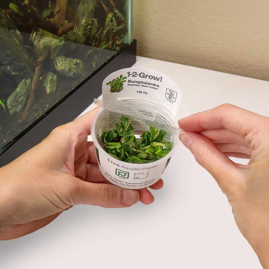 Bucephalandra Pygmaea 'Bukit Kelam' Tissue Culture | Aquarium