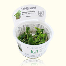 Load image into Gallery viewer, Bucephalandra Pygmaea &amp;#39;Bukit Kelam&amp;#39; Tissue Culture - Aquarium Co - Op
