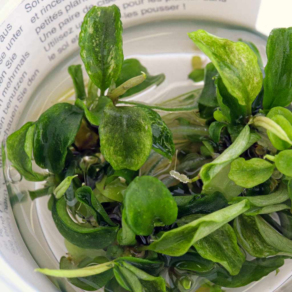Bucephalandra Pygmaea 'Bukit Kelam' Tissue Culture | Aquarium