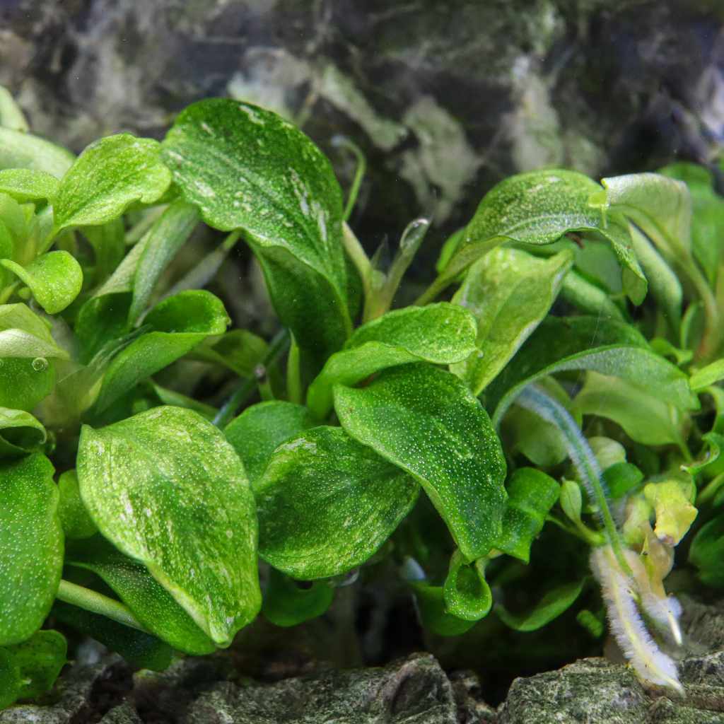 Bucephalandra Pygmaea 'Bukit Kelam' Tissue Culture | Aquarium
