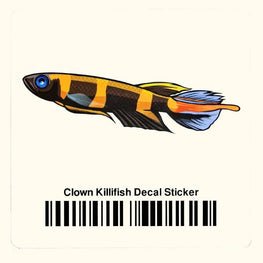 clown-killifish-decal-sticker-291914759-31666975932485