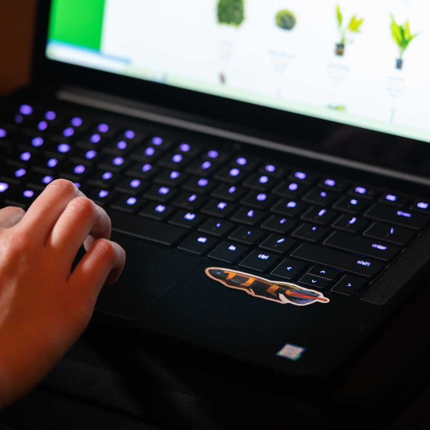 clown-killifish-decal-sticker-8848740