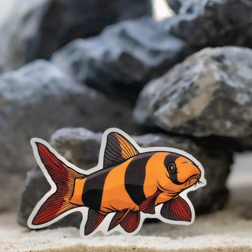 clown-loach-decal-sticker-3567665