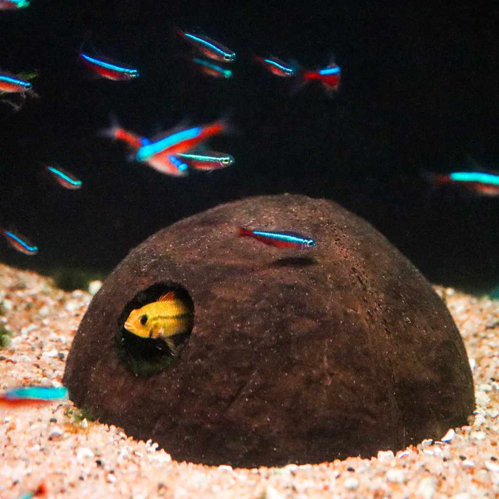 Coconut Hut - Aquarium Co - Op