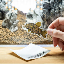 Load image into Gallery viewer, Aquarium Co-Op Merchandise Corydoras Decal Sticker
