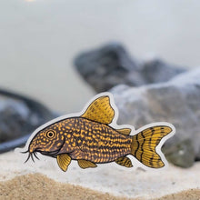 Load image into Gallery viewer, Aquarium Co-Op Merchandise Corydoras Decal Sticker
