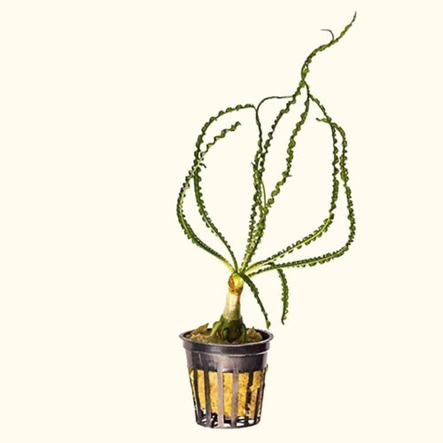Plants Live Plants Crinum Calamistratum