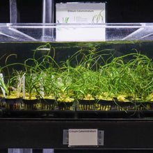 Load image into Gallery viewer, Plants Live Plants Crinum Calamistratum
