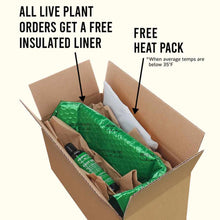 Load image into Gallery viewer, Crinum Calamistratum - Aquarium Co - Op
