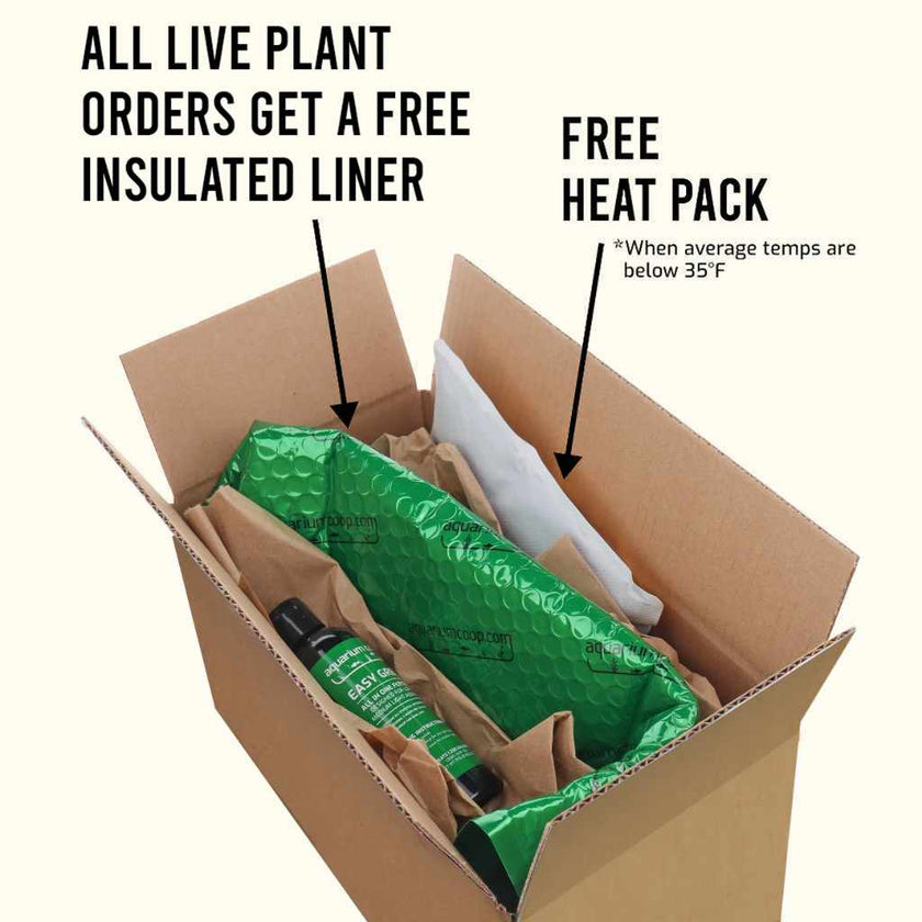 crinum-calamistratum-2576982