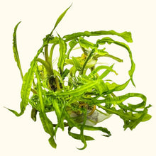 Load image into Gallery viewer, Cryptocoryne crispatula Tissue Culture - Aquarium Co - Op
