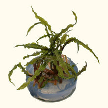 Load image into Gallery viewer, Cryptocoryne crispatula Tissue Culture - Aquarium Co - Op
