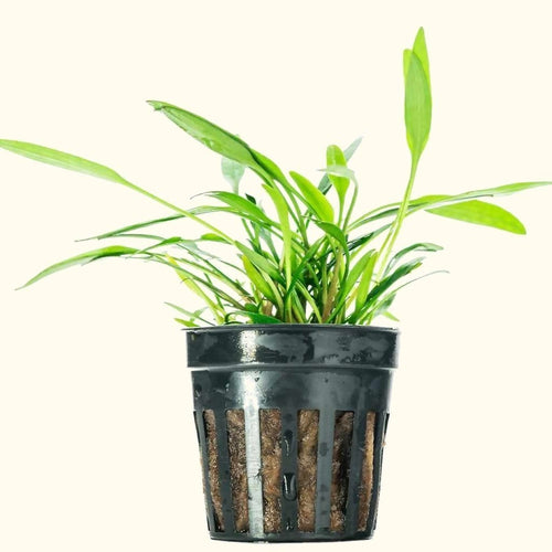 Plants Live Plants Cryptocoryne Lucens