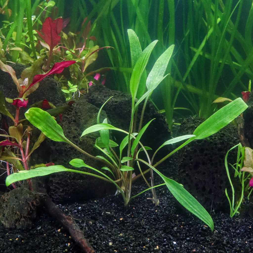 Cryptocoryne Lucens | Fish Tank Plant | Live Aquarium Plants for Sale