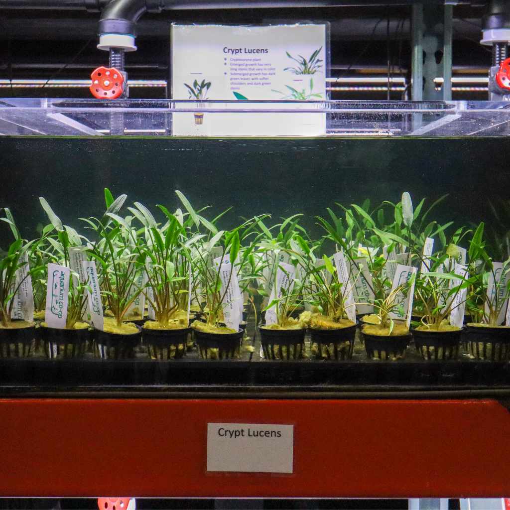 Cryptocoryne Lucens | Fish Tank Plant | Live Aquarium Plants